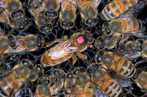 včelí matka - královna s krmičkami