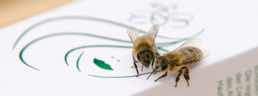Včelky obdivují krém se včelím jedem