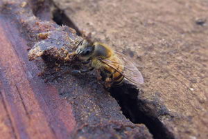 využití propolisu, včela