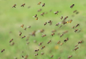 Včely letící, získávání včelího jedu