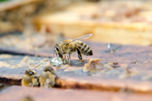 včely propolis sběr