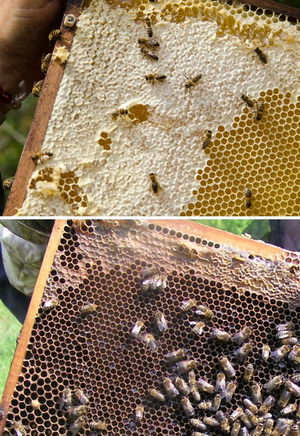Využití včelích voskových plástů